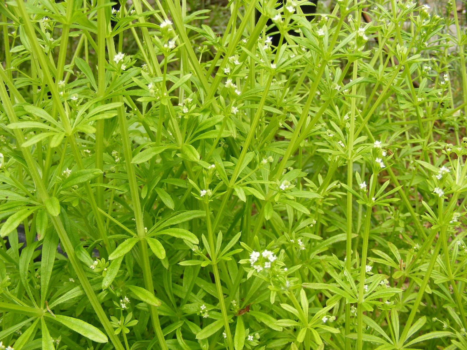 Cleavers Spring Cleavers: Benefits, Uses, and How to Forage This Spring - Roots To ...